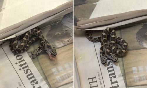 Rắn hai đầu được tìm thấy trong một nhà dân ở bang Texas, Mỹ. Rắn hai đầu được tìm thấy trong một nhà dân ở bang Texas, Mỹ.