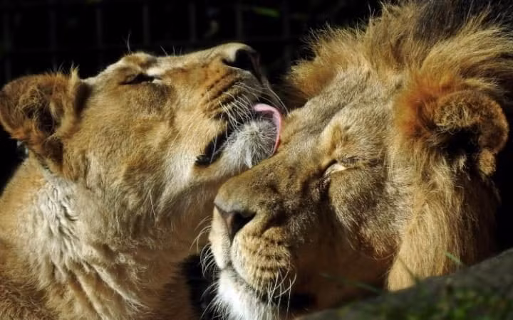 Cặp sư tử tình tứ với nhau dưới nắng sớm trong vườn thú ở thành phố Edinburgh, Scotland.