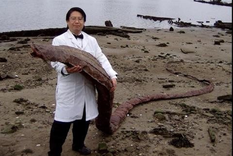 Các chuyên gia chưa thể xác định “quái vật biển” này thuộc loài nào.