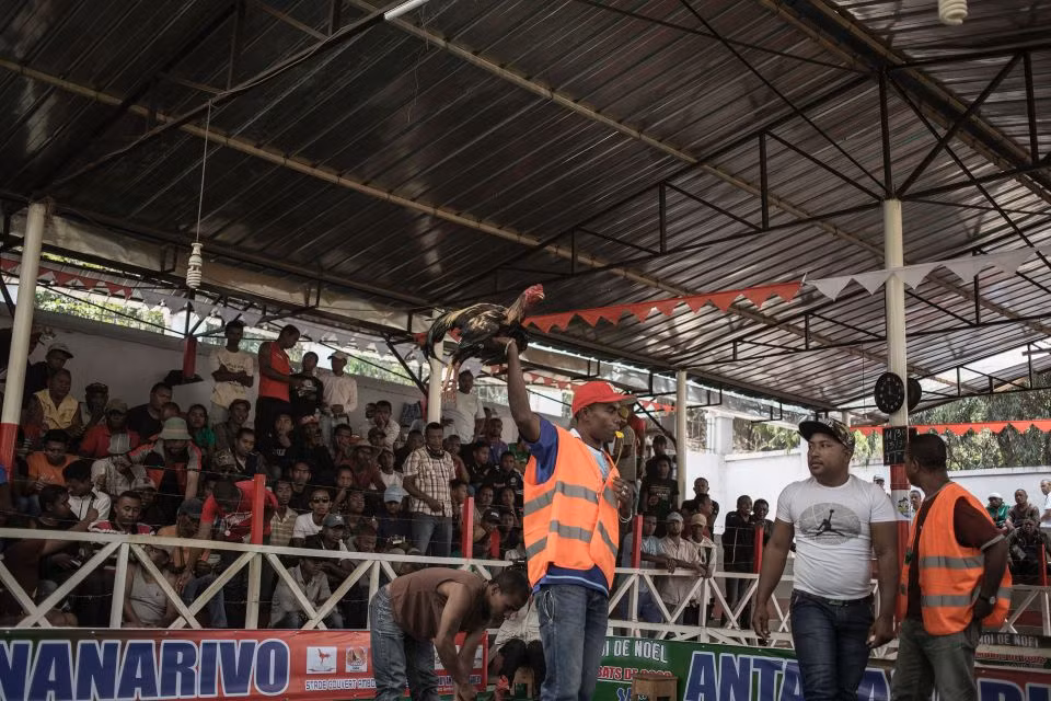 Người xem có thể đặt cược cả nhà và xe vào một trận đấu gà.