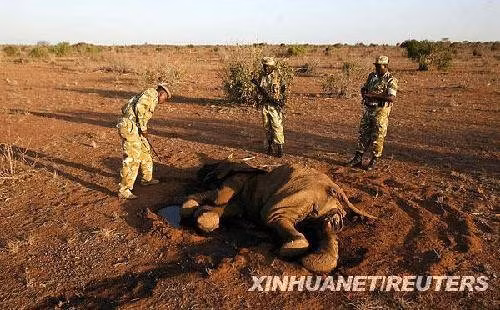 Hạn hán làm chết hơn 100 con voi tại Vườn Quốc Gia Tsavo, Kenya.