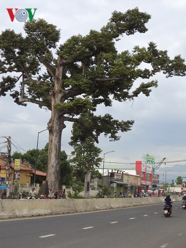 Cây Dầu đôi có tuổi đời hơn 300 năm, chu vi thân ngót 9 mét, hiện là cây dầu rái duy nhất ở nước ta được công nhận “Cây di sản Việt Nam”.