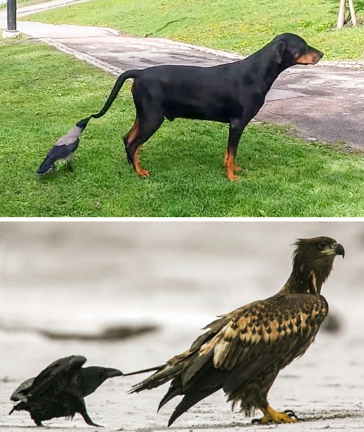  5. Quạ thích tóm đuôi con vật khác: Hành động này của chúng được cho là để thu hút sự chú ý của những loài vật khác khỏi đồ ăn để quạ có thể cướp đồ. Nhưng một số nhà khoa học tin rằng chúng làm vậy đơn giản là vì thích mà thôi.