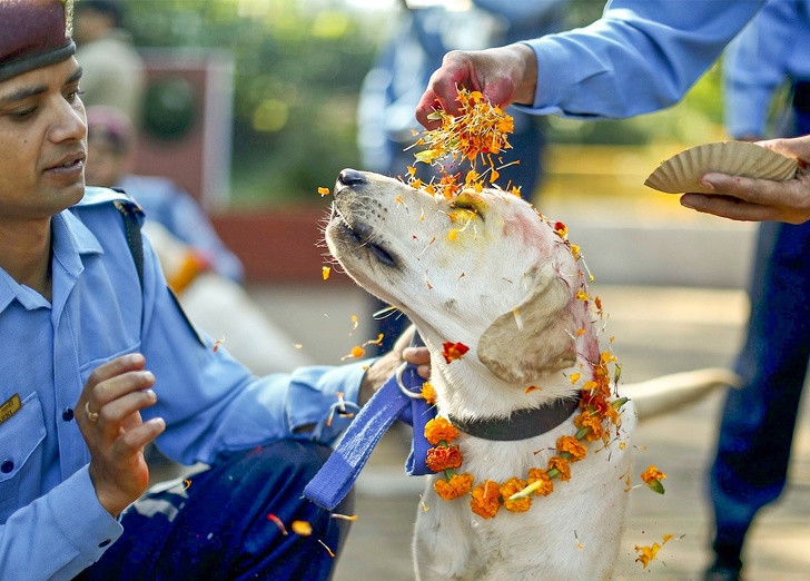 9. Hàng năm ở Nepal, có một lễ hội lửa dài 5 ngày, mọi người cảm ơn các chú chó vì sự trung thành và thân thiện của họ: Mọi người sẽ kỷ niệm ngày này bằng cách rải hoa lên những chú chó, trang điểm cho chúng và dành cho chúng món ăn ngon. Ngoài ra các tín đồ còn có những ngày thờ bò, quạ,...