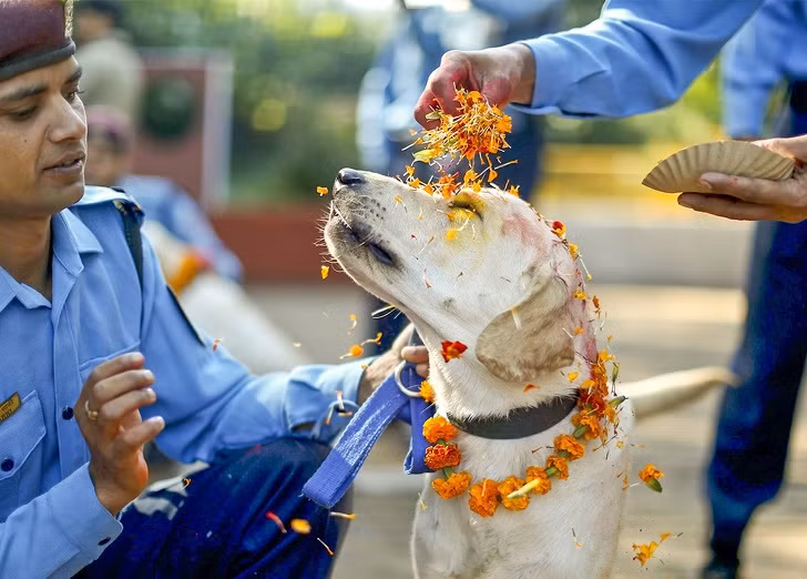 9. Hàng năm ở Nepal, có một lễ hội lửa dài 5 ngày, mọi người cảm ơn các chú chó vì sự trung thành và thân thiện của họ: Mọi người sẽ kỷ niệm ngày này bằng cách rải hoa lên những chú chó, trang điểm cho chúng và dành cho chúng món ăn ngon. Ngoài ra các tín đồ còn có những ngày thờ bò, quạ,...