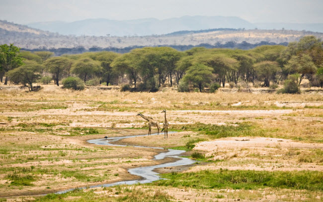  13. Vườn quốc gia Ruaha, Tanzania: Ruaha là vườn quốc gia lớn nhất ở Tanzania, nhưng không nổi tiếng bằng vườn quốc gia Serengeti. Khu bảo tồn thiên nhiên Ruaha có hệ sinh thái đa dạng với nhiều loại động vật hoang dã như voi, chó hoang và hơn 500 loài chim.