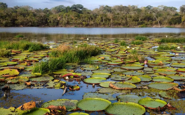  9. Vùng Rupununi, Guyana: Nam Mỹ được thiên nhiên ban tặng nhiều phong cảnh đẹp. Tại quốc gia Guyana, vùng Rupununi gây ấn tượng với thác Kaieteur nằm sát biên giới Brazil. Bên cạnh đó, du khách có thể khám phá hệ sinh thái ngập nước và loài hoa súng khổng lồ trên mặt sông Rupununi.