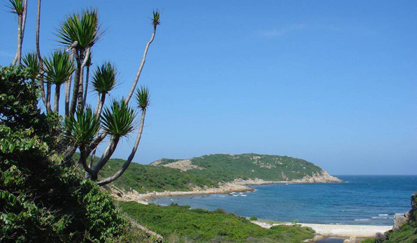 Vườn quốc gia Núi Chúa cũng được ghi nhận là nơi có quần thể rùa biển đến sinh sản gồm: đồi mồi (Eretmochelys imbricata), rùa xanh (Chelonia mydas), đồi mồi dứa (Lepidochelys olivacea).