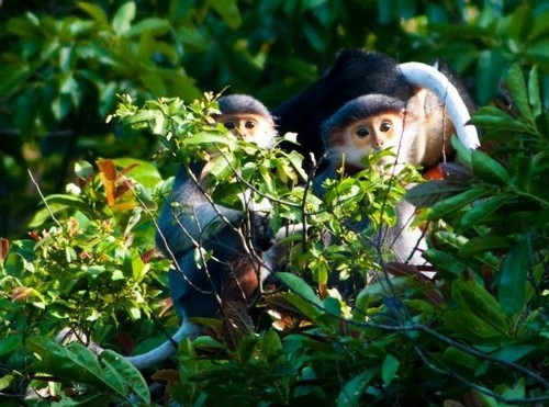 Nơi đây sở hữu 1.265 loài thực vật bậc cao có mạch và 306 loài động vật (gồm lớp chim, thú, bò sát và lưỡng cư), đặc biệt có nhiều loài động, thực vật quý hiếm. 