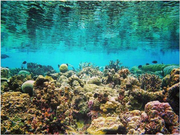 Ngoài ra, vườn quốc gia Núi Chúa còn có 350 loài san hô, trong đó có 307 loài san hô cứng tạo rạn thuộc 59 giống, 15 họ, đặc biệt có 46 loài san hô được ghi nhận là phân loại mới tại Việt Nam. 