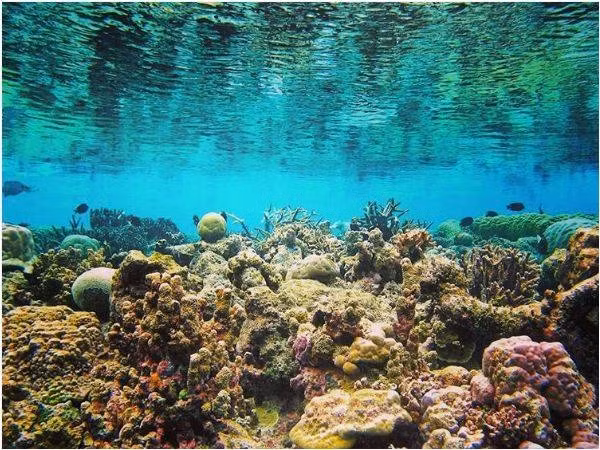 Ngoài ra, vườn quốc gia Núi Chúa còn có 350 loài san hô, trong đó có 307 loài san hô cứng tạo rạn thuộc 59 giống, 15 họ, đặc biệt có 46 loài san hô được ghi nhận là phân loại mới tại Việt Nam. 