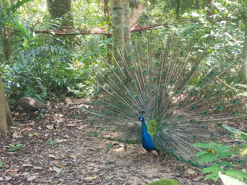 Vườn thực vật: Nơi đây gồm khu vực thác Gió, hồ Vàng Anh, nhà trưng bày mẫu vật, vườn ươm cây giống và khu rừng nguyên sinh. Đây cũng là nơi sinh sống chủ yếu của một số loài và quần thể các loài chim...