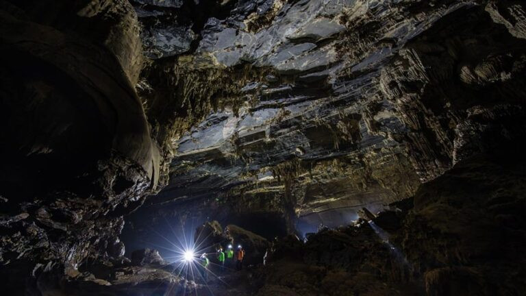 Đặc biệt, khu vực cửa hang cũng là nơi trú ẩn của loài voọc Hà Tĩnh – một trong những loài linh trưởng có tên trong sách đỏ của Việt Nam. Do nằm ngay bên sông, độ ẩm cao nên thạch nhũ tại hang Tối được phủ một lượng rêu phong lớn tạo nên màu xanh đặc trưng.