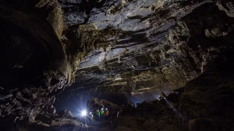 Đặc biệt, khu vực cửa hang cũng là nơi trú ẩn của loài voọc Hà Tĩnh – một trong những loài linh trưởng có tên trong sách đỏ của Việt Nam. Do nằm ngay bên sông, độ ẩm cao nên thạch nhũ tại hang Tối được phủ một lượng rêu phong lớn tạo nên màu xanh đặc trưng.