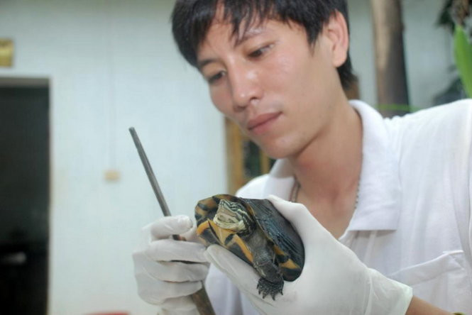 Hiện các nhà khoa học cả Việt Nam và quốc tế vẫn đang nỗ lực các hoạt động để bảo vệ loài rùa Trung Bộ như thành lập khu bảo vệ sinh cảnh loài và Trung tâm cứu hộ rùa Trung bộ để bảo vệ loài rùa Trung bộ trong môi trường tự nhiên… (Ảnh: Các nhà khoa học chăm sóc rùa Trung Bộ).