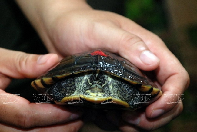 Vào những năm 1980, người ta còn thấy sự xuất hiện của loài này trong điều kiện tự nhiên, thậm chí ngay trên ruộng lúa dưới chân đồi sim cằn cỗi, hay các vũng nước nhỏ giữa các bụi cây dứa dại đầy gai sắc nhọn ven suối của các tỉnh ven biển Nam Trung Bộ như Quảng Nam, Quảng Ngãi.