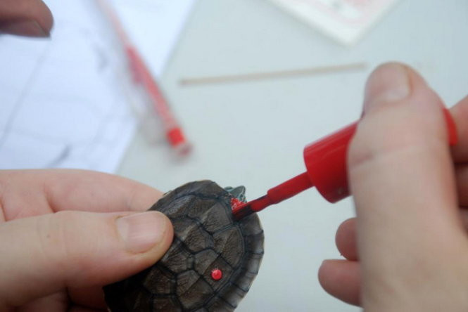 Năm 2013, Trung tâm Bảo tồn rùa, Vườn quốc gia Cúc Phương đón nhận 71 con rùa Trung Bộ do hai vườn thú Rotterdam (Hà Lan) và vườn thú Munter (Đức) nhân nuôi nhiều năm về trước. Đây là lần đầu tiên một số lượng lớn rùa được gây nuôi thành công ở nước ngoài đưa trở về Việt Nam. (Ảnh: Các nhà khoa học chăm sóc rùa Trung Bộ).