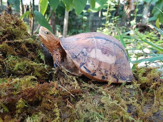 Việt Nam hiện có khoảng 30 loài rùa, chiếm 1/10 tổng số loài rùa trên thế giới, trong đó có 3 loài rùa đặc hữu gồm rùa Hộp Việt Nam (Coura picturata), rùa Trung Bộ và rùa Hộp Buare (Coura bourreti).