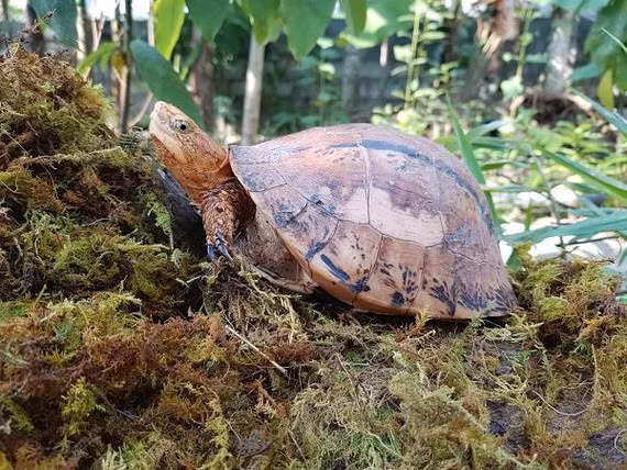 Việt Nam hiện có khoảng 30 loài rùa, chiếm 1/10 tổng số loài rùa trên thế giới, trong đó có 3 loài rùa đặc hữu gồm rùa Hộp Việt Nam (Coura picturata), rùa Trung Bộ và rùa Hộp Buare (Coura bourreti).