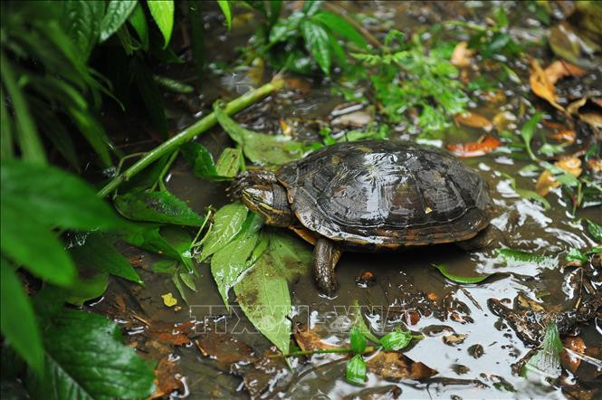 Ngoài ra, việc chuyển đổi nhanh chóng các vùng đất ngập nước nội địa trong tự nhiên thành đất nông nghiệp, hoặc ô nhiễm môi trường trong quá trình đô thị hóa khiến rùa Trung Bộ mất nơi cư trú và kiếm ăn.