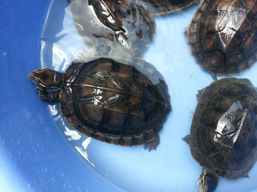 Đầu rùa màu nâu sẫm hoặc xám đen, mỗi bên có 3 sọc màu vàng: 1 sọc từ sau mũi qua phía trên ổ mắt tới cổ, 1 sọc khác lớn hơn từ mũi qua ổ mắt và màng nhĩ tới cổ và 1 sọc chạy dọc phía dưới hàm tới cổ. 