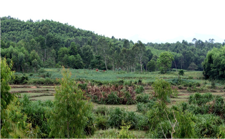 Một điều rất đáng quan tâm là loài Rùa Trung Bộ chỉ được tìm thấy ở vùng đất ngập nước ở miền Trung Việt Nam từ Đà Nẵng vào đến tỉnh Phú Yên.