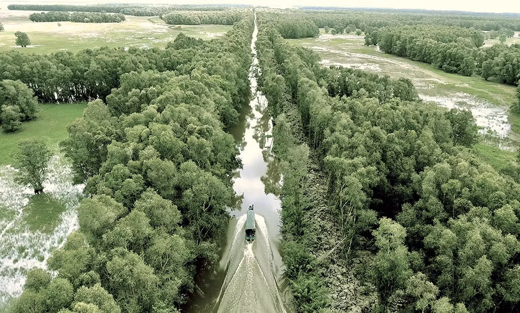 Rừng tràm tại vườn quốc gia Tràm Chim là thảm thực vật thân gỗ có diện tích lớn nhất, diện tích khoảng 2968ha.