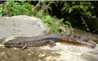 Cá cóc Tam Đảo là loài đặc hữu chỉ có ở Việt Nam. Chúng được tìm thấy tại các suối trên dãy Tam Đảo nằm giữa ba tỉnh: Thái Nguyên, Tuyên Quang, Vĩnh Phúc và khu vực Ba Bể tỉnh Bắc Kạn. Đây là loài có giá trị lớn về mặt khoa học, thẩm mỹ, làm cảnh và du lịch.