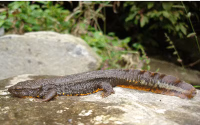 Cá cóc Tam Đảo là loài đặc hữu chỉ có ở Việt Nam. Chúng được tìm thấy tại các suối trên dãy Tam Đảo nằm giữa ba tỉnh: Thái Nguyên, Tuyên Quang, Vĩnh Phúc và khu vực Ba Bể tỉnh Bắc Kạn. Đây là loài có giá trị lớn về mặt khoa học, thẩm mỹ, làm cảnh và du lịch.