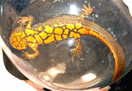 Cá cóc Tam Đảo cái thường lớn hơn con đực. Đặc biệt vào mùa sinh sản ở cá cóc đực có một dải xanh sáng chạy suốt hai bên mặt đuôi, mép đuôi thường đỏ da cam, nhất là phần gần hậu môn. Trong nước, cá cóc bơi chủ yếu bằng những uốn lượn của đuôi, chân áp sát thân mình.