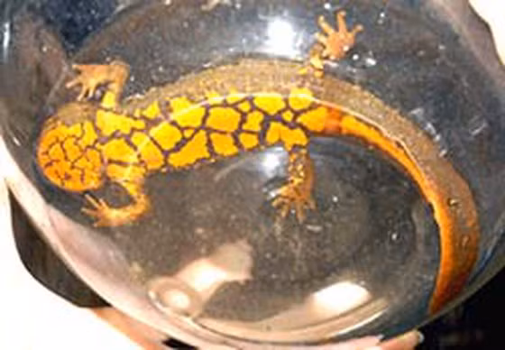 Cá cóc Tam Đảo cái thường lớn hơn con đực. Đặc biệt vào mùa sinh sản ở cá cóc đực có một dải xanh sáng chạy suốt hai bên mặt đuôi, mép đuôi thường đỏ da cam, nhất là phần gần hậu môn. Trong nước, cá cóc bơi chủ yếu bằng những uốn lượn của đuôi, chân áp sát thân mình.