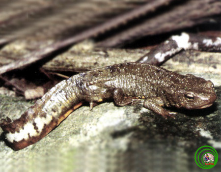 Nòng nọc có mầu đen. Ở giai đoạn này cá cóc thường bò lên cạn (trong tự nhiên giai đoạn này vẫn chưa được nghiên cứu kỹ).