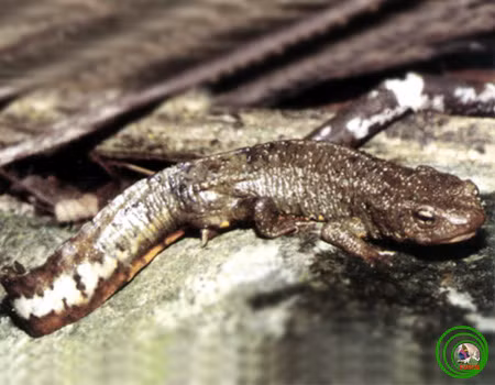 Nòng nọc có mầu đen. Ở giai đoạn này cá cóc thường bò lên cạn (trong tự nhiên giai đoạn này vẫn chưa được nghiên cứu kỹ).