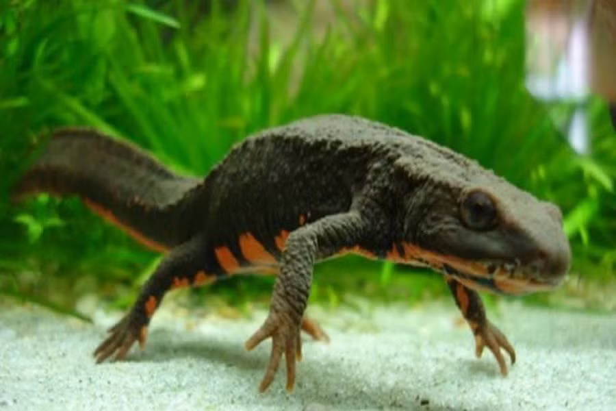 Mặc dù đã được đưa vào sách đỏ Việt Nam và các văn bản pháp quy của nhà nước nhưng chúng không tránh khỏi bàn tay hủy diệt của con người. Số lượng loài cá này đã suy giảm trên 50% trong 10 năm gần đây, hiện còn ít trong thiên nhiên.