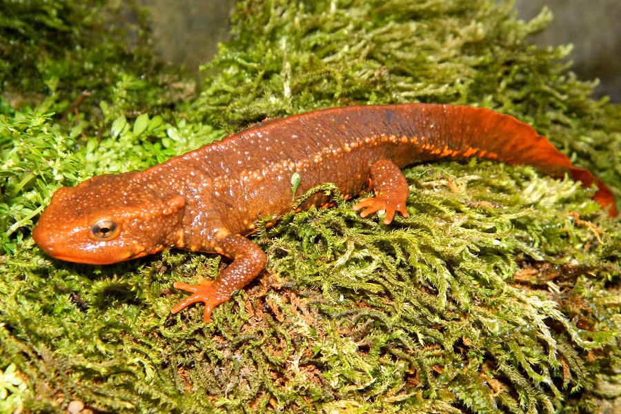 Cá cóc Tam Đảo có thân hình kì lạ, hoa văn đẹp. Cơ thể chúng dài giống như thằn lằn, có đuôi dẹp và da thiếu vảy. Lưng cá có màu đen, bụng màu đỏ da cam có những đường xám đen nối với nhau tạo thành hình mạng vân đỏ. Chiều dài cá cóc Tam Đảo khoảng 144 - 206, 5mm.