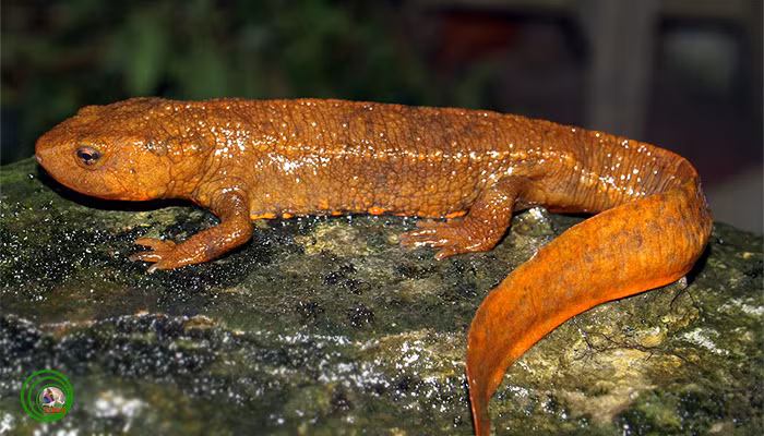 Cá cóc đẻ vào cuối đông đầu xuân (tháng 1 - 4). Sự thụ tinh của cá cóc Tam Đảo là sự thụ tinh trong không hoàn toàn diễn ra trong môi trường nước. Ngoài tự nhiên, sau khi thụ tinh xong, cá cóc cái bò lên cạn đẻ trứng ở các đám lá mục, ẩm dưới các tảng đá cách suối không xa.