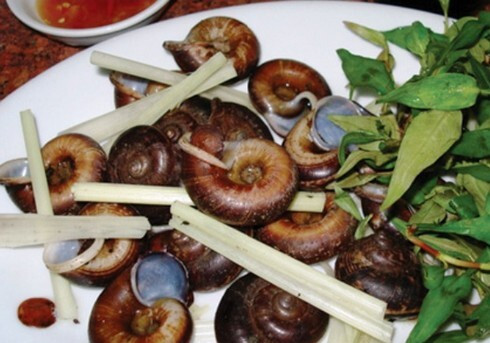 Việc săn bắt ốc núi Bà Đen không hề đơn giản. Vào mùa mưa, ốc mới bò ra kiếm ăn và sinh sản.