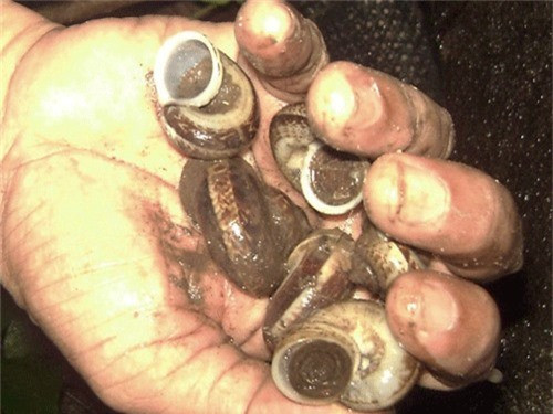 Không chỉ gắn với truyền thuyết linh thiêng của núi Bà Đen, đây là loài ốc cực hiếm vì chúng chỉ sinh sống trong các hang hốc đá, rất khó phát hiện.