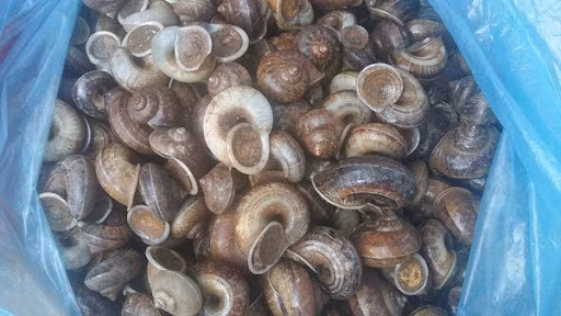 Ốc núi Bà Đen có hình dạng giống như ốc bươu nhưng mình dẹp và nhỏ xoăn thành nhiều vòng.