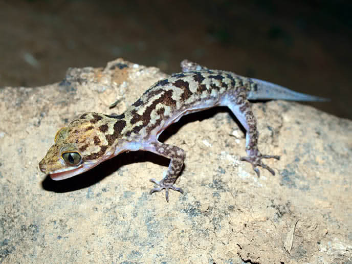 Loài này sống trong các hang đá nơi có nhiều đá mẹ ở độ cao từ 100m đến 800m so với mặt biển, thường xuất hiện ở gần cửa hang đá săn mồi vào mùa mưa và chui sâu xuống hang đá vào mùa khô. Thức ăn của chúng là những loài côn trùng nhỏ sống trong khu vực sinh sống.