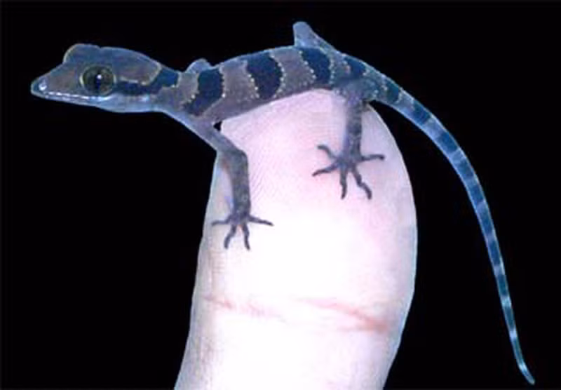 Thằn lằn chân ngón Phú Quốc kiếm ăn đêm và thường sống ở khu vực rừng thường xanh và chỉ xuất hiện vào ban đêm. Thức ăn là những loài côn trùng sống trong khu vực.