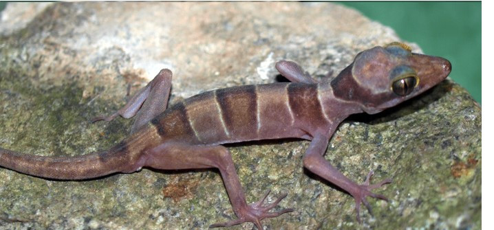 Đây là một trong những loài bò sát kiếm ăn đêm, đặc trưng sống trong hang động, thường sống ở khu vực hang đá núi lửa phong hóa nơi có suối ngầm chảy và chỉ xuất hiện vào ban đêm. Thức ăn là những loài côn trùng sống trong khu vực.