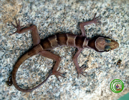 Thằn lằn chân ngón Hòn Tre - Cyrtodactylus hontreensis: Loài này được mô tả khoa học đầu tiên năm 2008. Đây là loài đặc hữu của hòn Tre thuộc tỉnh Kiên Giang, Việt Nam.