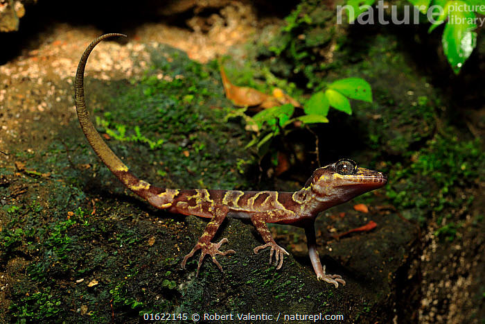 Thằn lằn Phong Nha-Kẻ Bàng- Cyrtodactylus phongnhakebangensis: Loài này được tìm thấy và mô tả ở Vườn quốc gia Phong Nha-Kẻ Bàng của Việt Nam. Chúng được một nhóm gồm 3 nhà khoa học Đức và 1 nhà khoa học Việt Nam khám phá năm 2002.