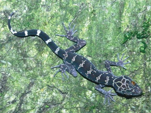 Thằn lằn núi Bà Đen hay thằn lằn ba sọc hoặc thằn lằn vạch -Cyrtodactylus badenensis: Loài này được phát hiện ở núi Bà Đen, tỉnh Tây Ninh năm 2006. Loài này là một món ăn đặc sản của Tây Ninh và được đồn đại là có thể chữa nhiều bệnh trong đó có bệnh ung thư.