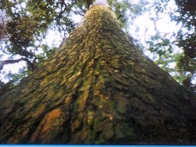 Các loài thực vật quý ở vườn quốc gia Pù Mát có thể kể đến như: Pơ Mu, Sa Mu, Sao Hải Nam. Ngoài ra trong rừng còn rất nhiều loại cây dược liệu quý.