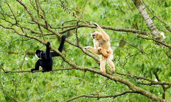 Ngoài các loài thú lớn, nơi đây có 314 loài chim, 52 loài bò sát, 34 loài lưỡng cư, 83 loài cá, 305 loài bướm ngày, 83 loài bướm đêm, 11 loài bướm hoàng đế và hàng trăm loài côn trùng quý hiếm khác đang được nghiên cứu và phát hiện.