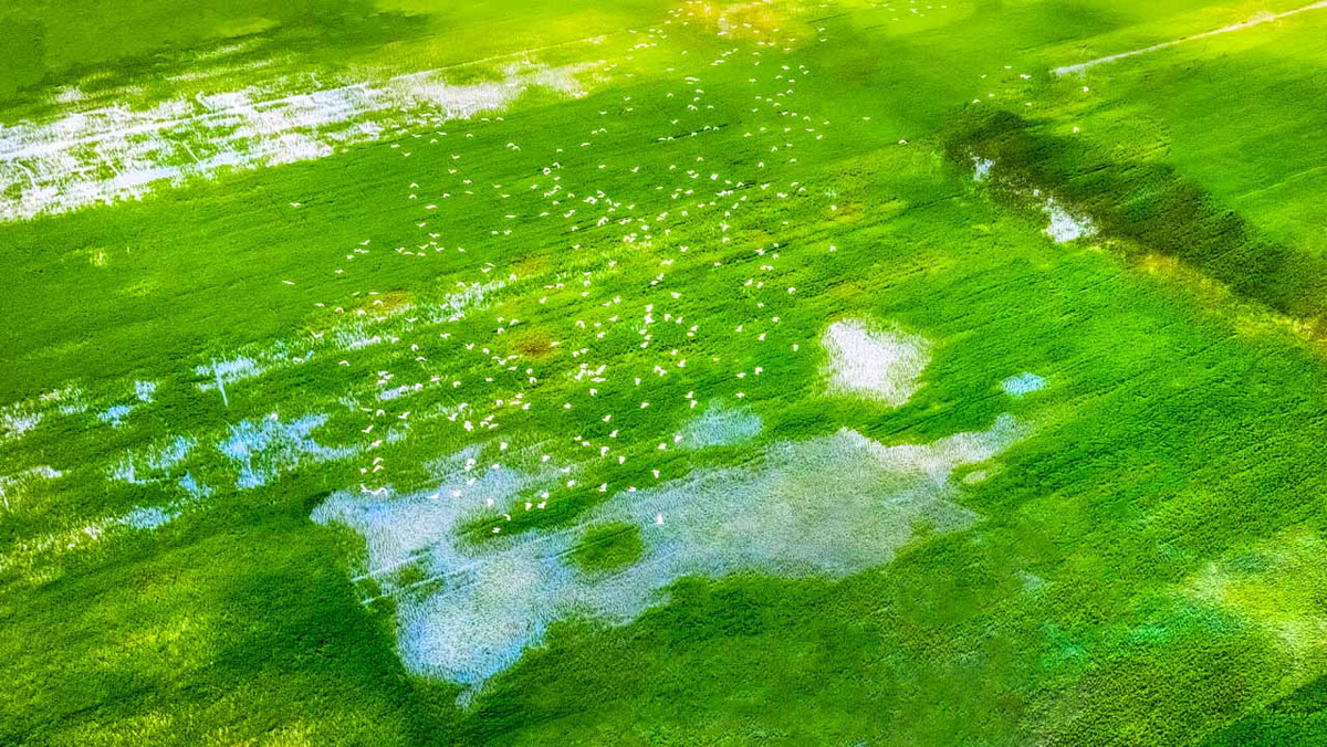 Đồng cỏ năng tại vườn quốc gia Tràm Chim có diện tích khoảng 2968 ha. Nơi đây có số lượng lớn các loại năng khác nhau sinh trưởng như: năng kim, năng ống và các loại thực vật thủy sinh khác như: súng ma, rong đuôi chồn…