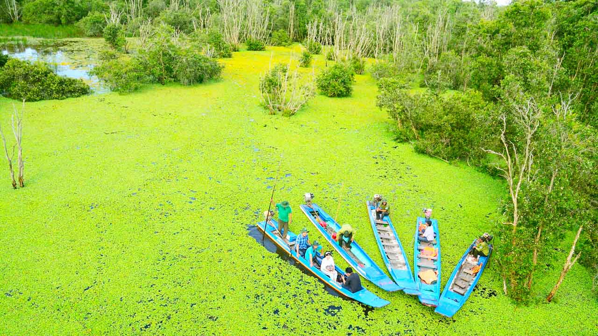 Ngoài ra, vườn quốc gia Tràm Chim có thêm các loại đồng cỏ như: đồng cỏ mồm, đồng cỏ ống, đồng lúa ma, lác nước…