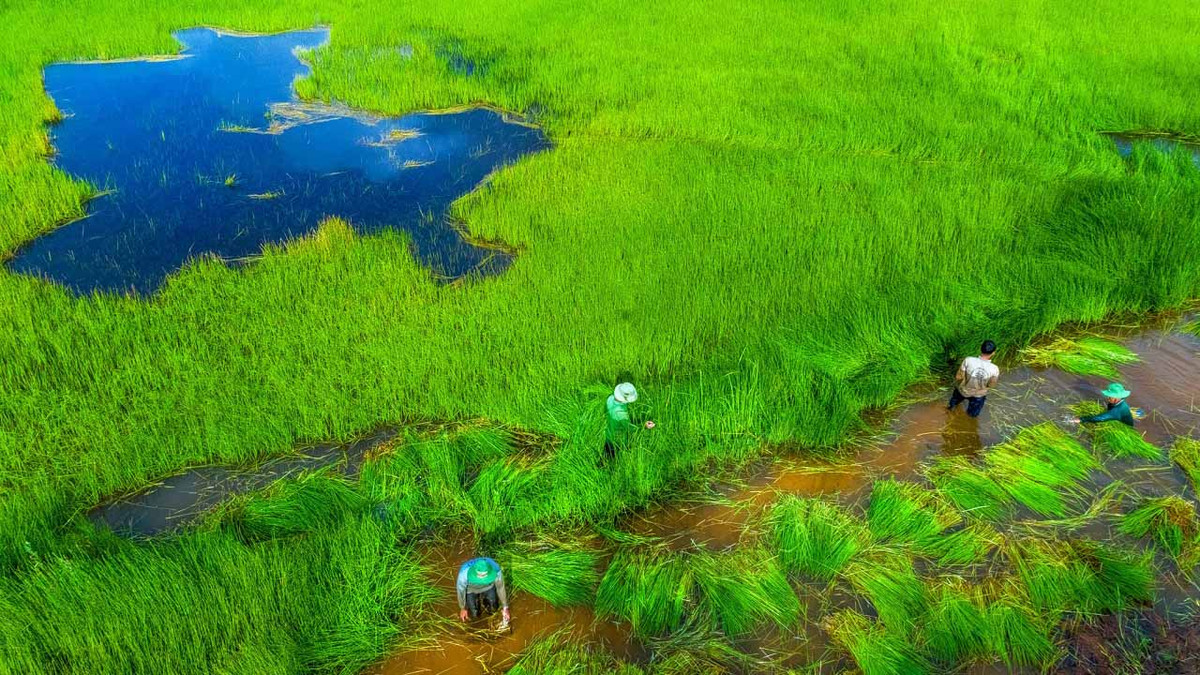 Đồng cỏ ngập nước theo mùa là một trong những hệ sinh thái khá phổ biến trong khu vực vườn quốc gia Tràm Chim.